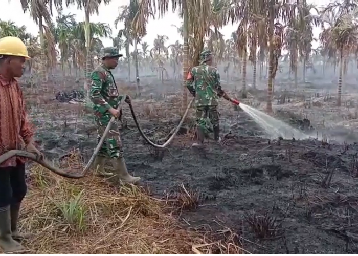 Lahan 6 Hektare Berisi Tanaman Pinang dan Sawit Ludes Terbakar  