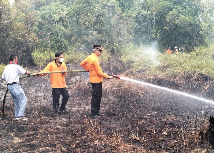 Sijago Merah Kembali Melahap Lahan Semi Mineral Milik Pemkab Muaro Jambi