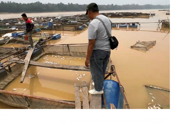 Dampak Kemarau, Ribuan Ikan Keramba di Desa Aro Mendadak Mati