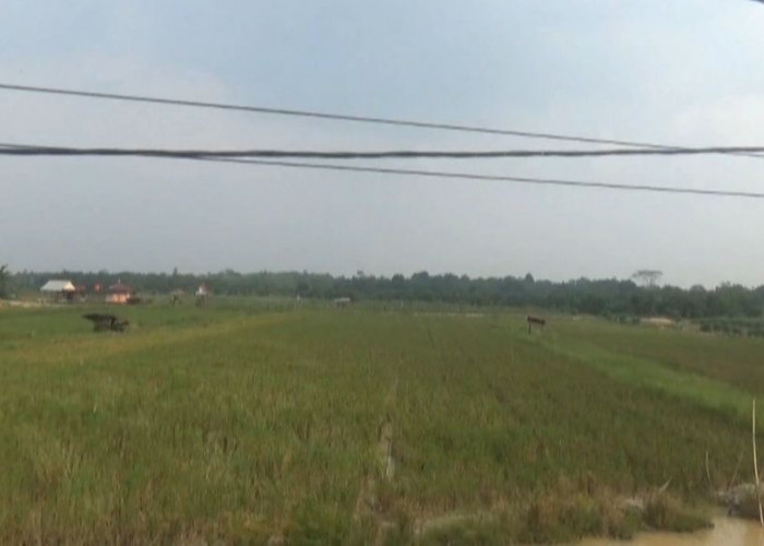 169,5 Hektar Sawah di Kabupaten Batanghari Terdampak Kekeringan 