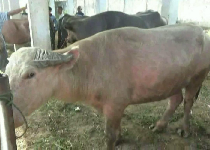 Jumlah Hewan Qurban di Batang Hari Tersedia 1.281 Ekor