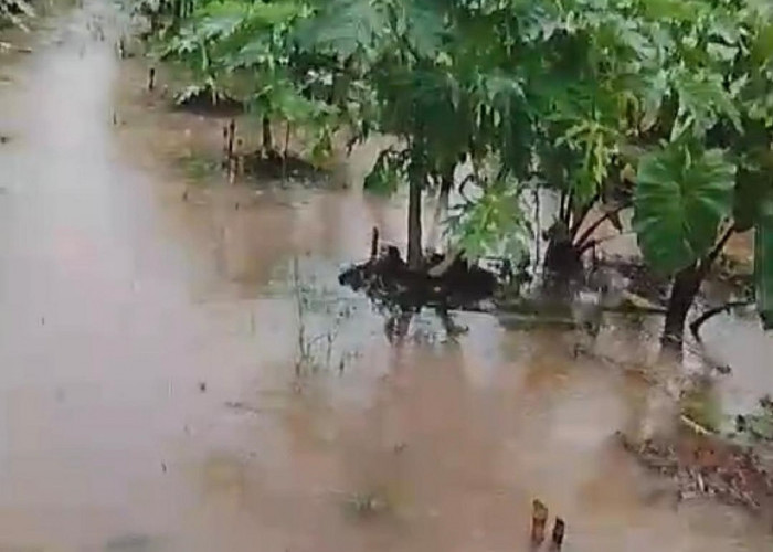 Proyek Perumahan Diduga Jadi Biang Banjir, Petani Kasang Pudak Rugi Puluhan Juta