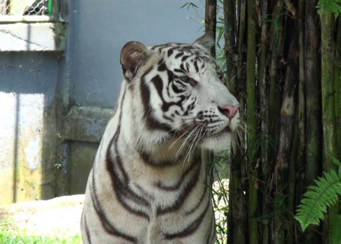 Meski Anggaran Terbatas, Taman Rimbo Zoo Jambi Pastikan 216 Satwa Tetap Terawat Optimal