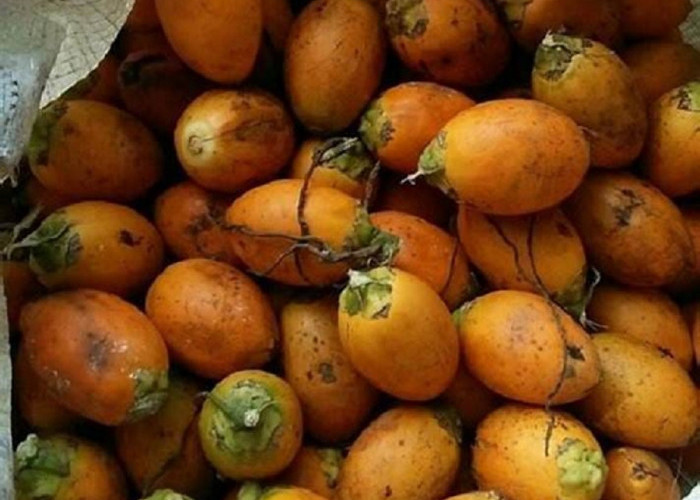 Petani Mengeluh, Harga Komoditas pinang di Tanjabtim Kembali Merosot