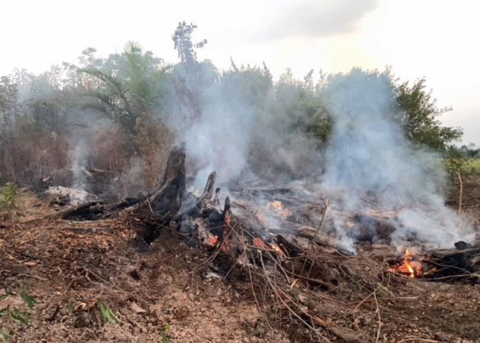 Lahan Kebun Sawit di Desa Bajubang Laut Batang Hari Terbakar