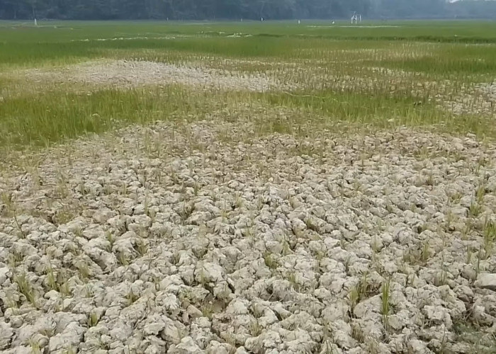 Puluhan Hektar Sawah di Desa Jati Belarik Bakal Gagal Panen Dampak Kekeringan