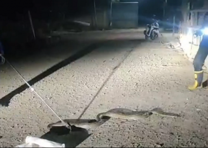 Damkar Evakuasi Ratusan Ular dari Rumah Warga, Himbau Masyarakat Untuk Waspada