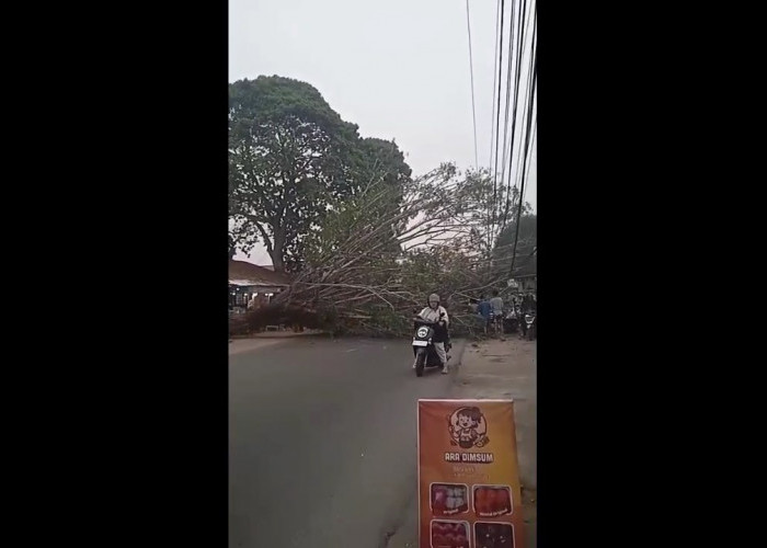 Pohon Tumbang Timpa 2 Mobil Yang Melintas Kota Jambi