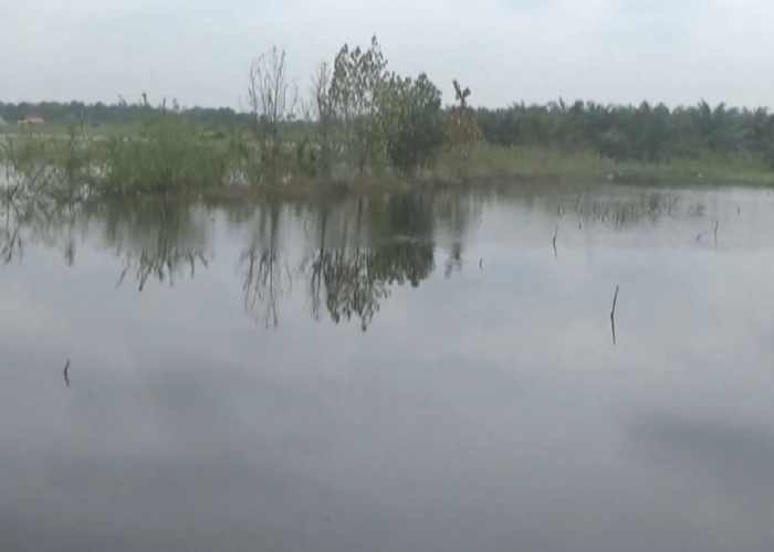 Dampak Banjir di Batanghari, 24 Unit Kolam dan Keramba Ikan Milik Warga Terdampak