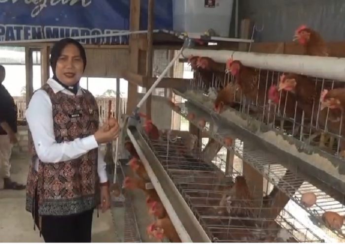 Dari Balik Tembok Lapas, Warga Binaan Bangun Kemandirian Lewat Ternak Ayam