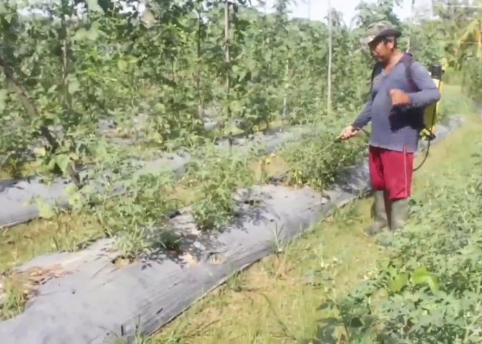 Pemkot Jambi anggarkan Rp 7,6 Miliar Untuk Jalan Sentra Produksi Pertanian