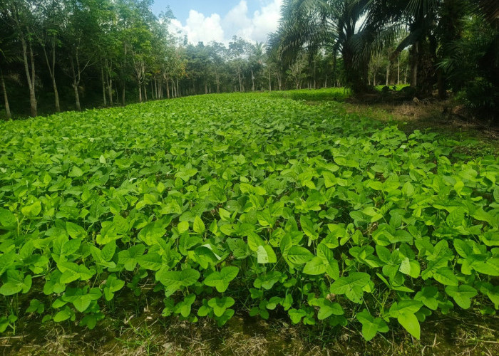 Penangkaran Benih Jadi Alternatif Baru Petani Kedelai 