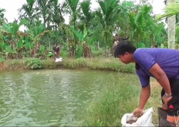 Petani Ikan Kolam Keluhkan Tingginya Harga Pakan