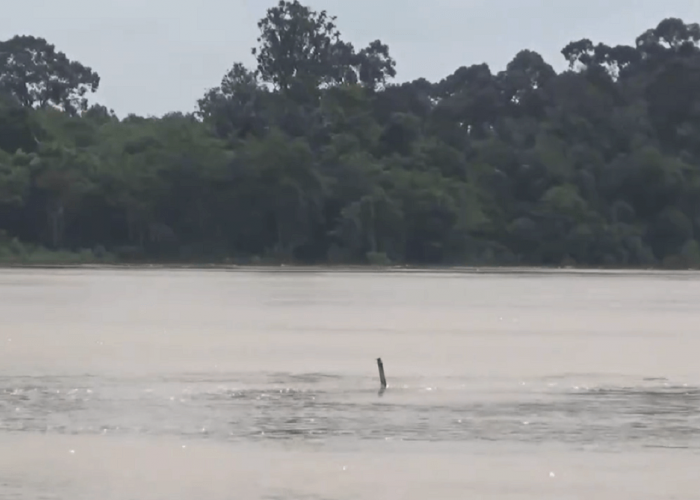 Waspada, Sungai di Batanghari Sudah di Level Siaga Awas 