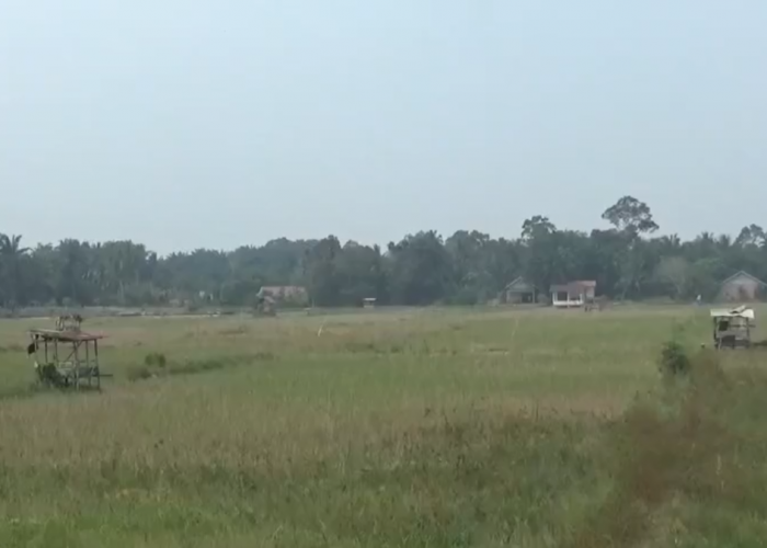 Kemarau Panjang Melanda Muaro Jambi, 2.089 Hektare Sawah Mengering