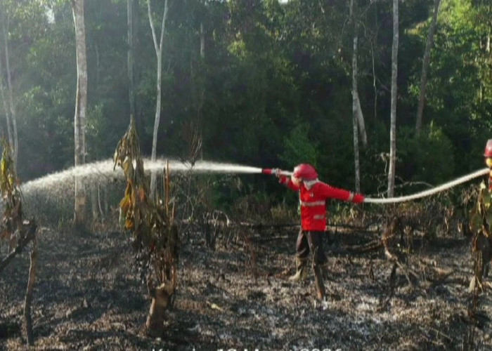 Siaga Karhutla Memasuki Puncak Kemarau, Luas Karhutla Di Jambi Capai 222 Hektare