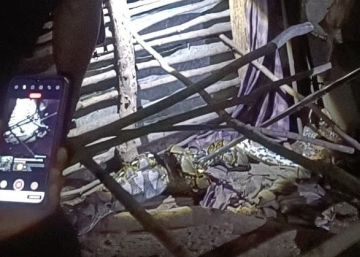 Mangsa Ayam Ternak Warga, Seekor Ular Piton Ditangkap Petugas Damkar Batang Hari