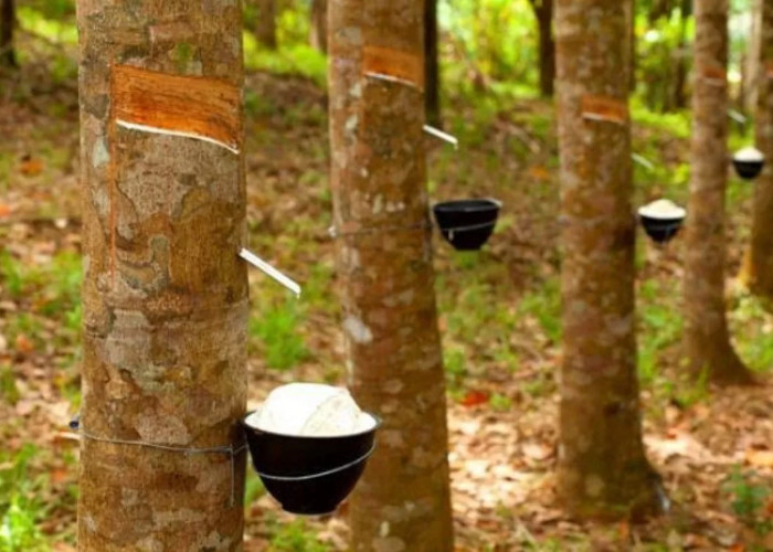 Dari Kebun Rakyat, Jalur Dagang Malaka hingga Ditinggalkan Petani