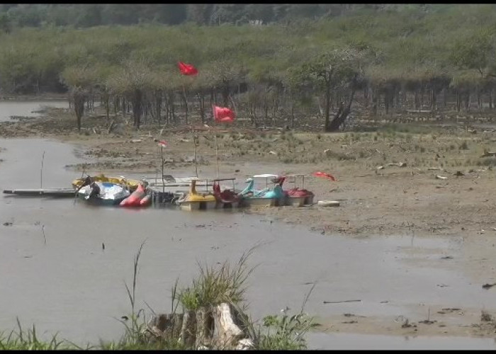 Obyek Wisata Danau Tangkas Muaro Jambi Mengering Dampak Musim Kemarau