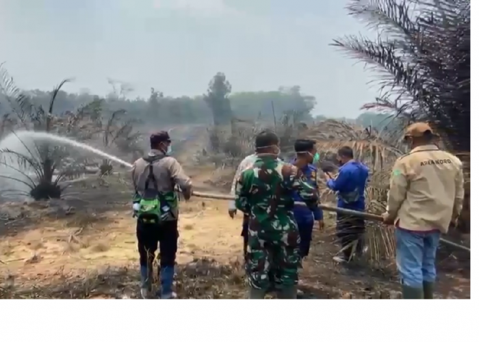 Kebun Sawit Warga di Tebo Terbakar, Api Nyaris Sambar Permukiman