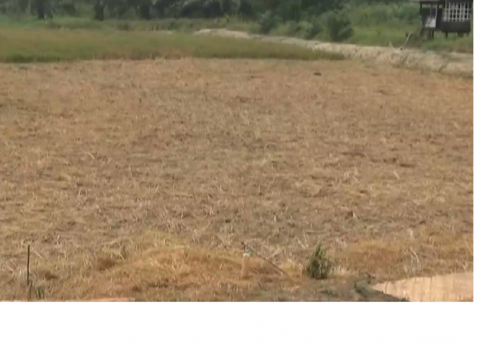 Kemarau Melanda, 1.106 Hektare Sawah di Batang Hari Terdampak Kekeringan