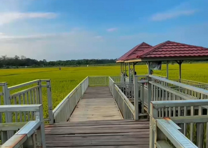 Revolusi Wisata Desa! Saung Padi Teluk Dawan Disulap Jadi Destinasi Agroeduwisata Tanjabtim