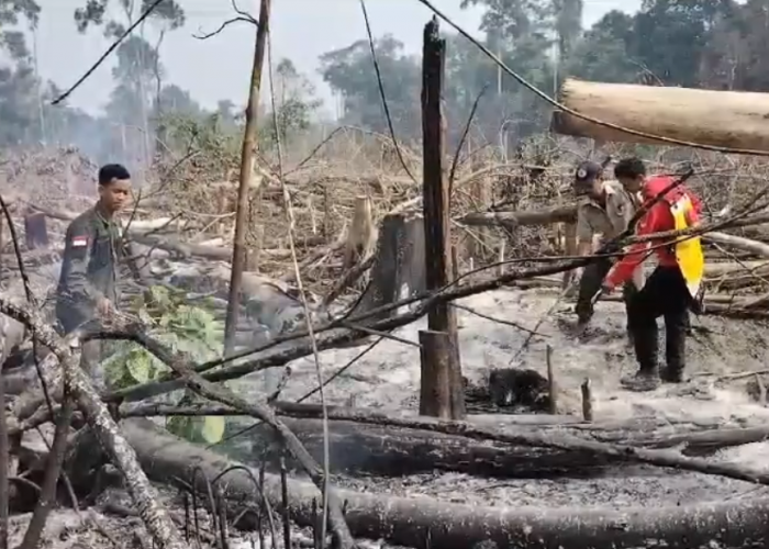 Luasan Lahan Terbakar di Tebo Mencapai 29 Hektare 