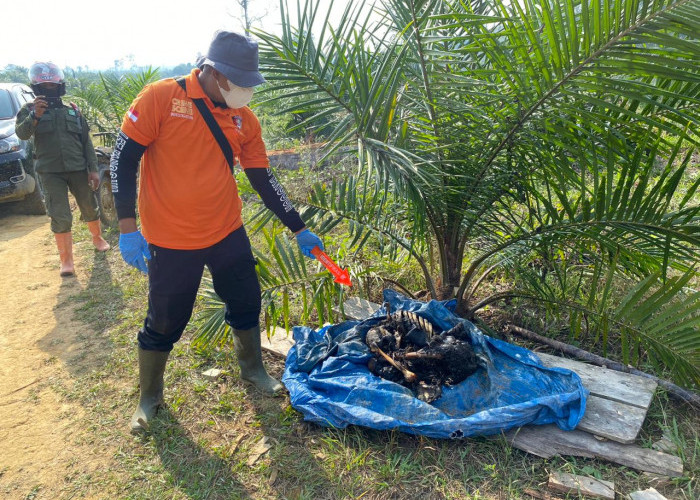 Warga Temukan Kerangka Manusia, Korban Diduga Tewas Terbakar Saat Kebakaran Lahan