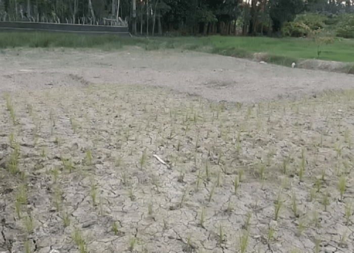 Dampak Kemarau, Puluhan Hektare Sawah di Desa Jati Belarik Kekeringan