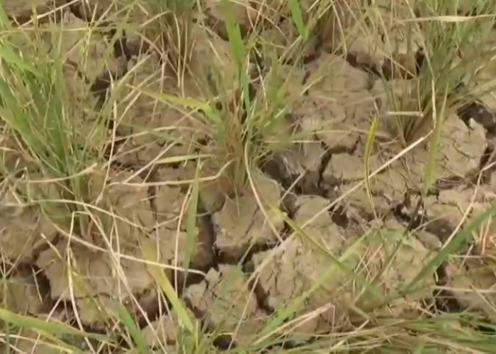 Produksi Padi Merosot, Ratusan Hektare Sawah di Muaro Jambi Gagal Panen