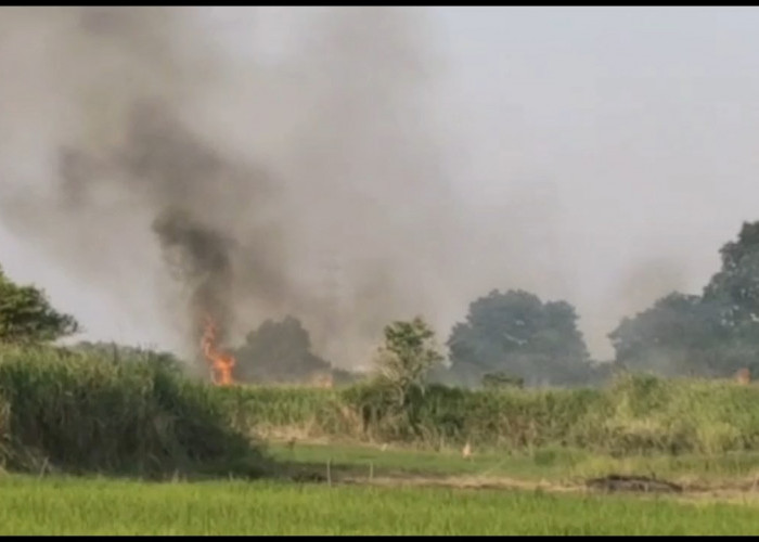 Satu Hektar Lahan Semak Belukar Terbakar di Maro Sebo