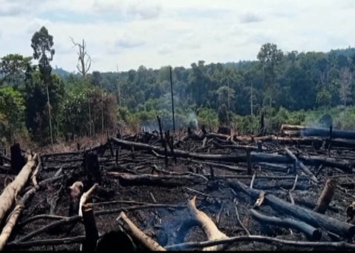 Ratusan Titik Hotspot Ditemukan Sejak Juni-Juli, Sarolangun Jadi yang Tertinggi di Provinsi Jambi 