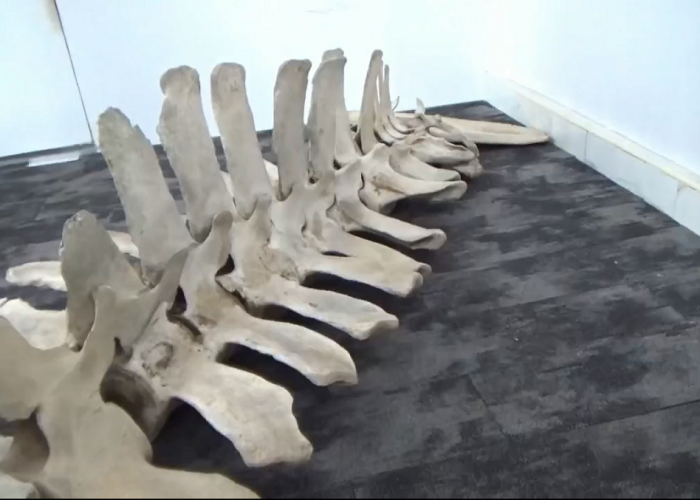 Tulang yang Diduga Ikan Paus Kini Diamankan ke Dinas Perpustakaan dan Kearsipan