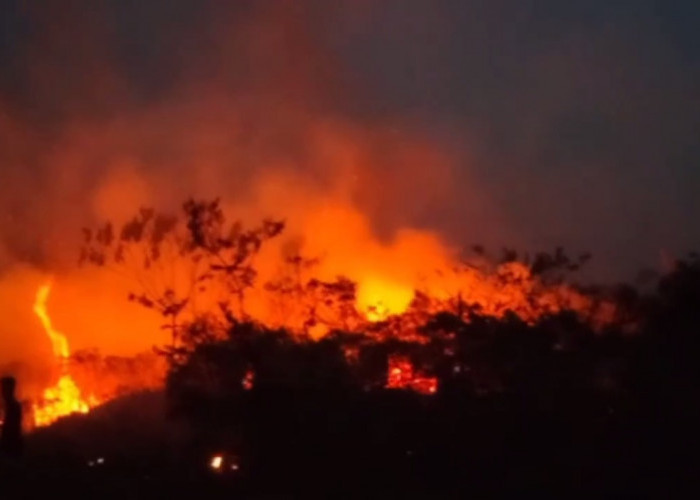 20 Hektar Lahan Perkebunan di Bajubang Laut Terbakar