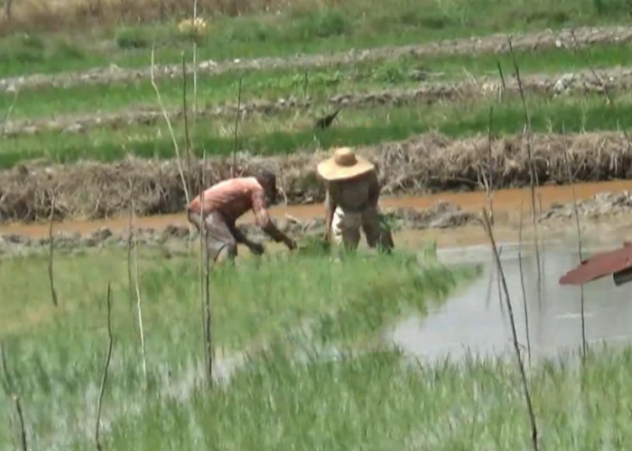 Ratusan Hektare Lahan Pertanian di Kota Jambi Terdampak Kekeringan