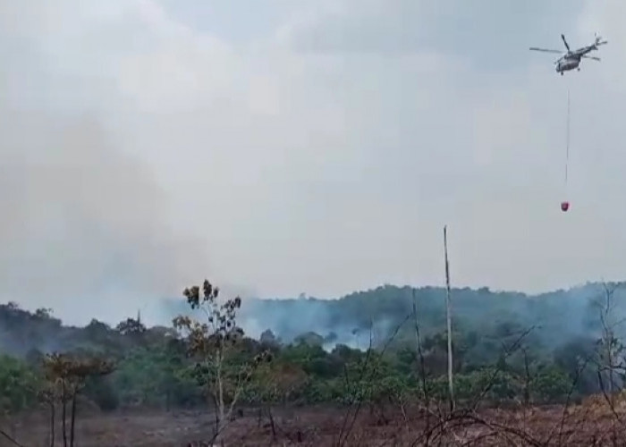 Lagi, 50 Hektar Lahan Tahura di Batanghari Terbakar