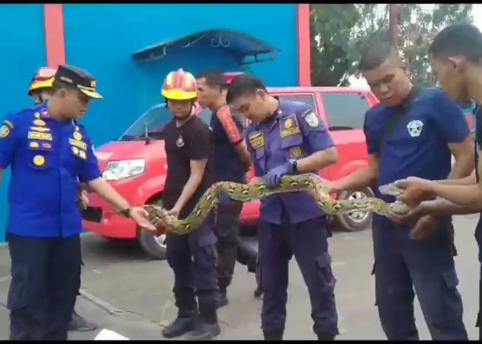 5 Ekor Ular Sanca dan Puluhan Telur Ular Ditemukan di Rumah Warga Kebun Kopi