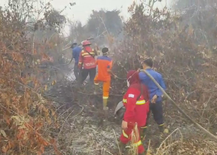 Asap Kembali Selimuti Sarolangun, Karhutla Hanguskan Lahan di Sungai Abang