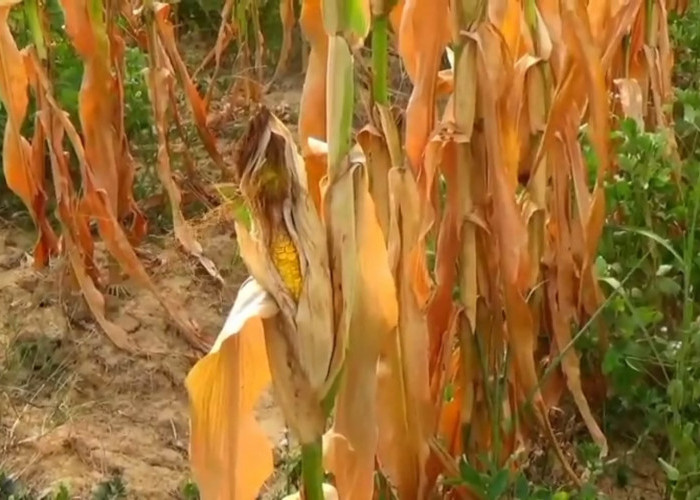 Dampak Kemarau Panjang, 5 Hektar Jagung Petani Di Kota Jambi Gagal Panen Kota Jambi