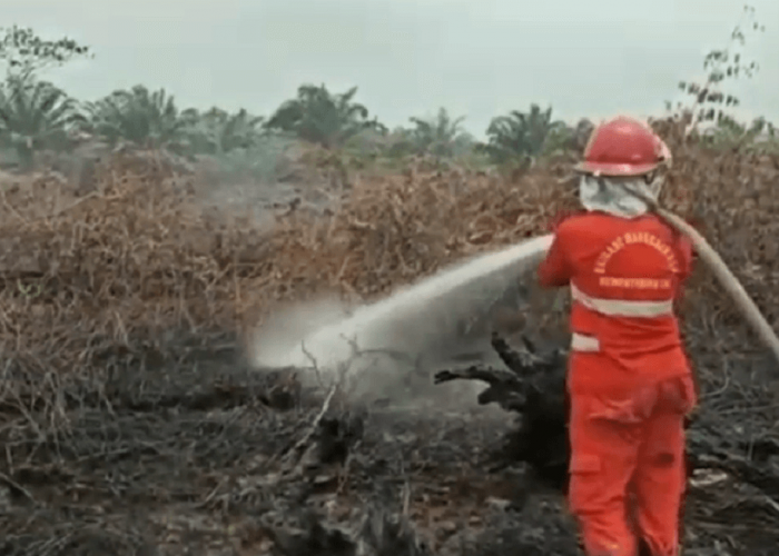 Dalam 7 Bulan, Luas Lahan Terbakar di Provinsi Jambi Mencapai 162,91 Hektare 