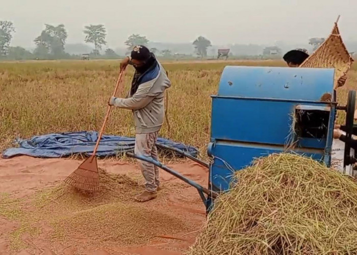 300 Hektare Sawah di Muara Bulian Terdampak Kekeringan, Petani Harap Bantuan Air