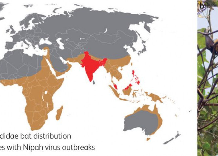 Penjelasan Virus Nipah dan Bahaya Virus Nipah