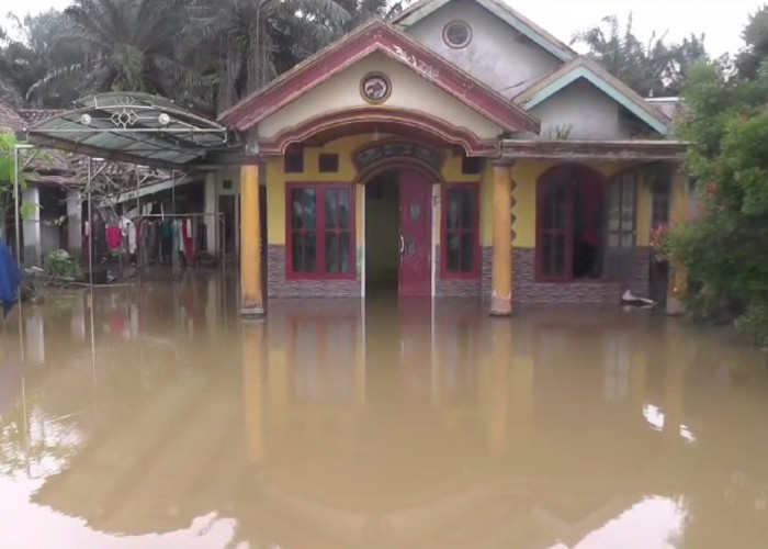Rumah dan Sawah di Pulau Kayu Aro Kembali Terendam Banjir