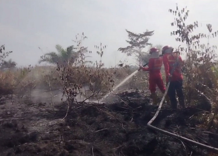 Kebakaran Hutan dan Lahan Terjadi di Sejumlah Titik, Pemda Belum Tetapkan Status Siaga Darurat