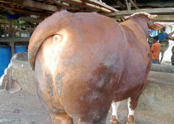 Kabupaten Tebo Dapat Bantuan Sapi Kurban dari Presiden Prabowo Subianto