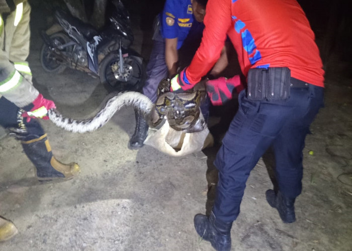 Warga Muaro Jambi Dikejutkan Kemunculan Ular Piton, Evakuasi Berlangsung Dramatis