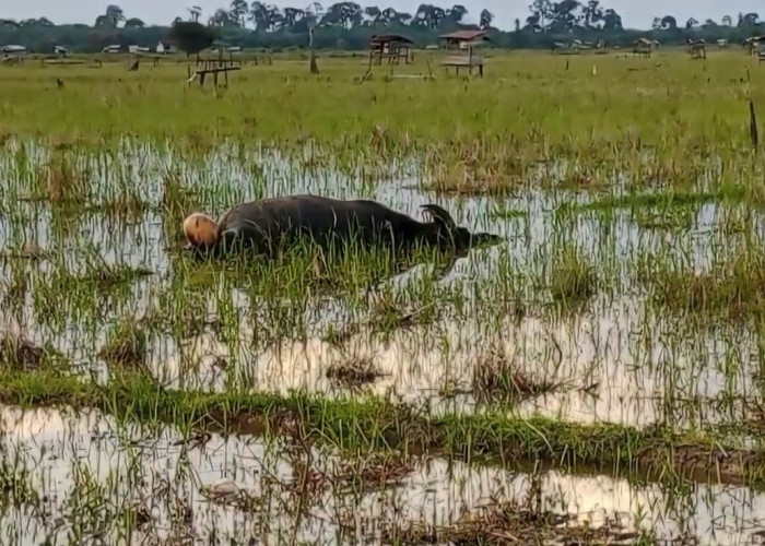 Puluhan Ternak Warga Batang Hari Mati Mendadak