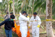Terungkap! Mayat Yang Ditemukan Di Kebun Kelapa Adalah Korban Pembunuhan