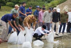 Tinjau Bendungan PLTA Danau Kerinci, Bupati Monadi Dampingi Gubernur Al Haris Lepas 10.000 Benih Ikan 