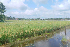 Program IP 300 di Tanjabtim Belum Optimal, Infrastruktur dan Air Jadi Kendala Utama